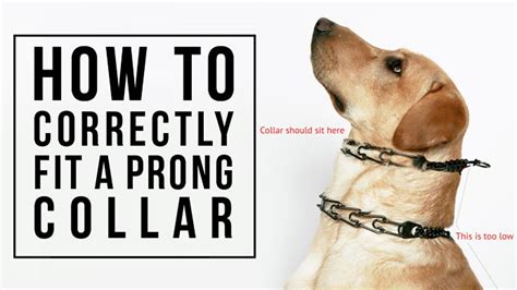 prong collar instructions.